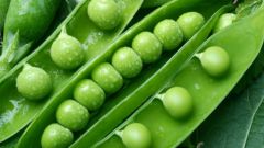 How to grow peas in the garden, how to care for peas