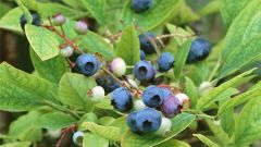 How to grow blueberries seeds 