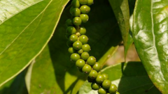 How to grow black pepper