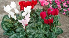How often to water the cyclamen 
