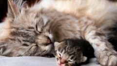 How to determine pregnancy cat