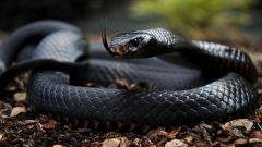 Топ-5 самых ядовитых змей планеты