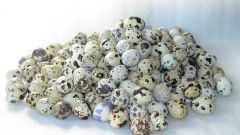 Quail eggs how many a day to eat quail and chicken eggs