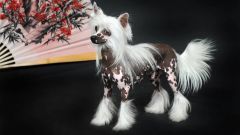 Китайская хохлатая собака: стандарты породы