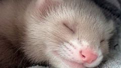 Whether it is necessary to castrate a ferret
