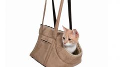 How to choose a pet carrier for cats