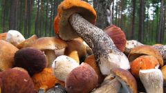 Как переработать грибы