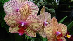 Орхидея фаленопсис: уход, полив, удобрение