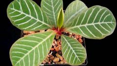 How to propagate Euphorbia belazelkov 