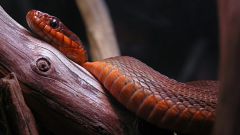 Как передвигается змея