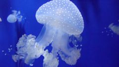 Как передвигается медуза