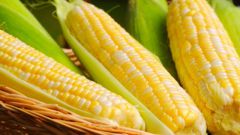 Можно ли кормящей маме есть кукурузу 