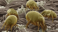 Mites-saprophytes: who are they