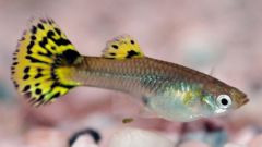 How to treat guppy fin rot from