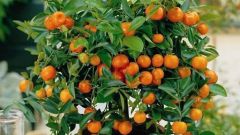 How to transplant a Mandarin
