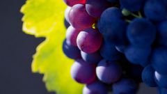 Как бороться с осами на винограднике 