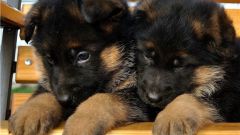 Caring for a puppy German shepherd 