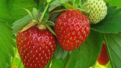 Than to fertilize strawberries