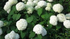 Why not growing hydrangea 