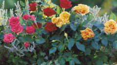 Caring for roses after planting