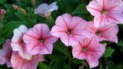Pests and diseases of petunias 