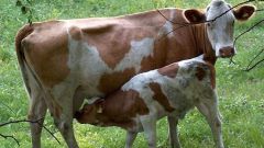 Что означает яловая корова