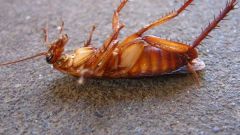 Можно ли вывести тараканов холодом