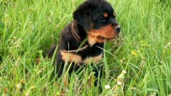 At what age can you train a Rottweiler