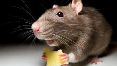 Уничтожение мышей: альтернативные решения проблемы 