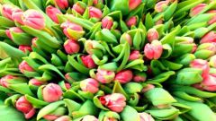 Почему листочки тюльпанов бывают поникшие и вялые