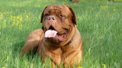 Собаки породы бордоский дог: уход и питание