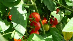 How to accelerate the ripening of tomatoes in the greenhouse