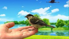 Which is better: a bird in the hand or pie in the sky 