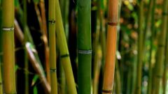 На сколько метров в высоту вырастает бамбук 