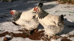 How to care for chickens-laying hens