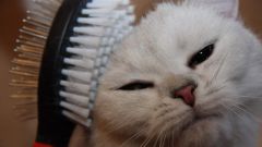 How to brush your cat if it resists strongly