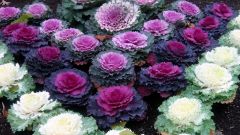 How to grow ornamental cabbage 