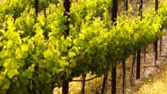 Как размножать виноград: черенками и отводками 