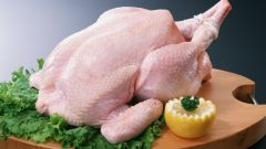 Is it true that chicken began to cause allergies 