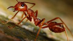 Чем вредны рыжие муравьи 