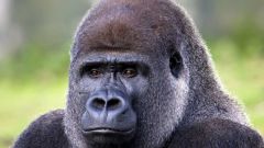 Почему у гориллы большие ноздри 