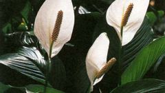 Spathiphyllum: why dry leaf tips 