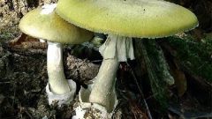 Поганка – гриб который убивает: как отличить