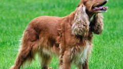 Spaniel: types and characteristics of content