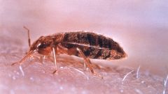 Where usually live bed bugs, where to look for their lair