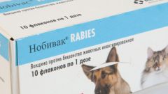 Вакцина «Нобивак» для собак и кошек: отзывы