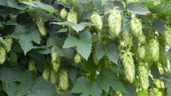 How to bring the hops from the site