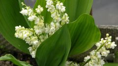 Why not blooming lilies of the valley