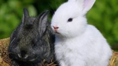 What kind of grass it is impossible to give rabbits and why 