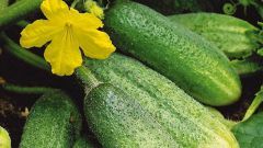 What are the features of growing cucumbers in the open ground